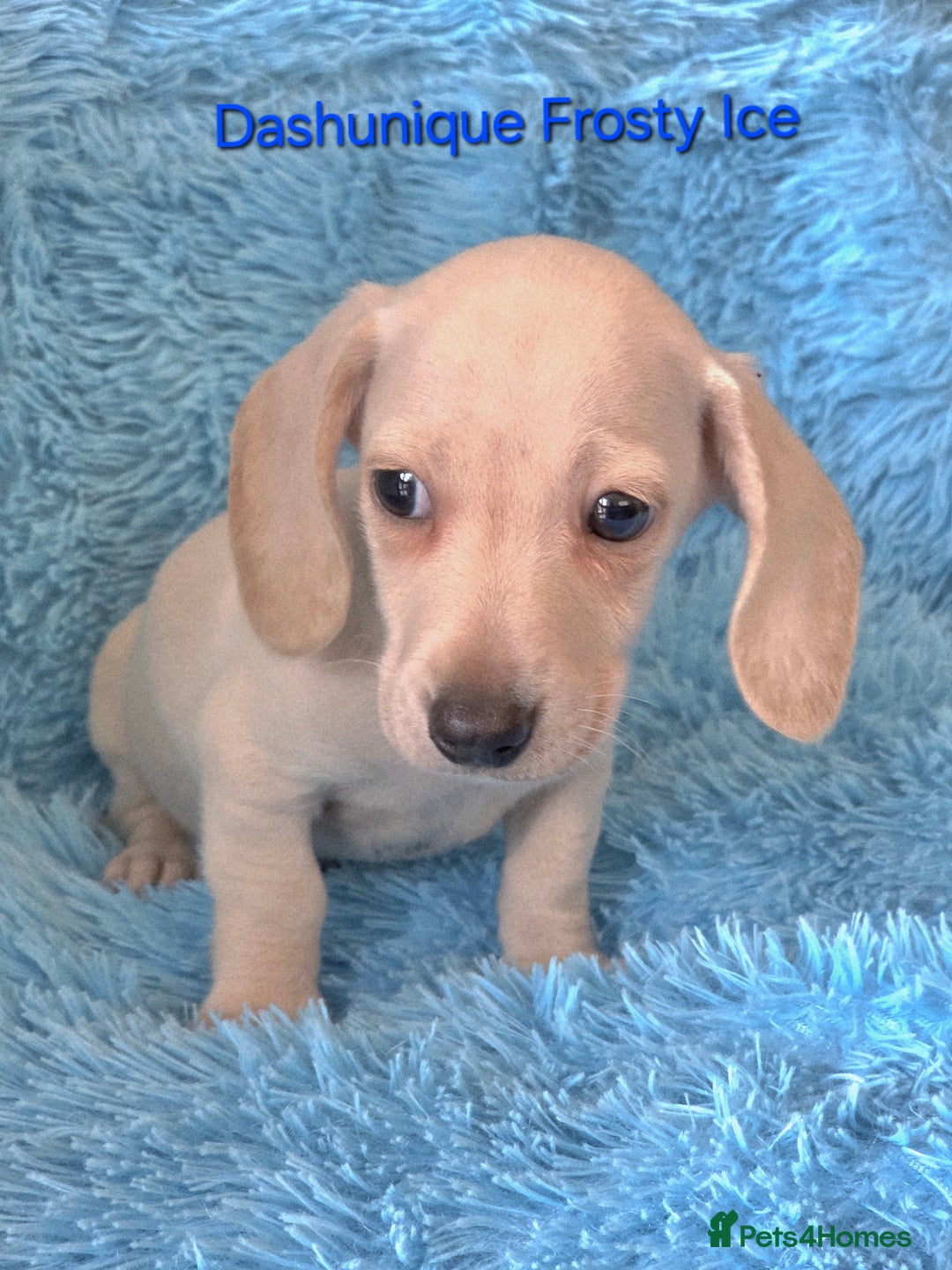 Miniature Dachshund dogs for sale: Rainbow Litter KC REG mini Daxi  - Image 3