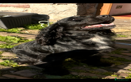 Mixed Breed dogs for sale: Fabulous Sprocker Pups - Image 10