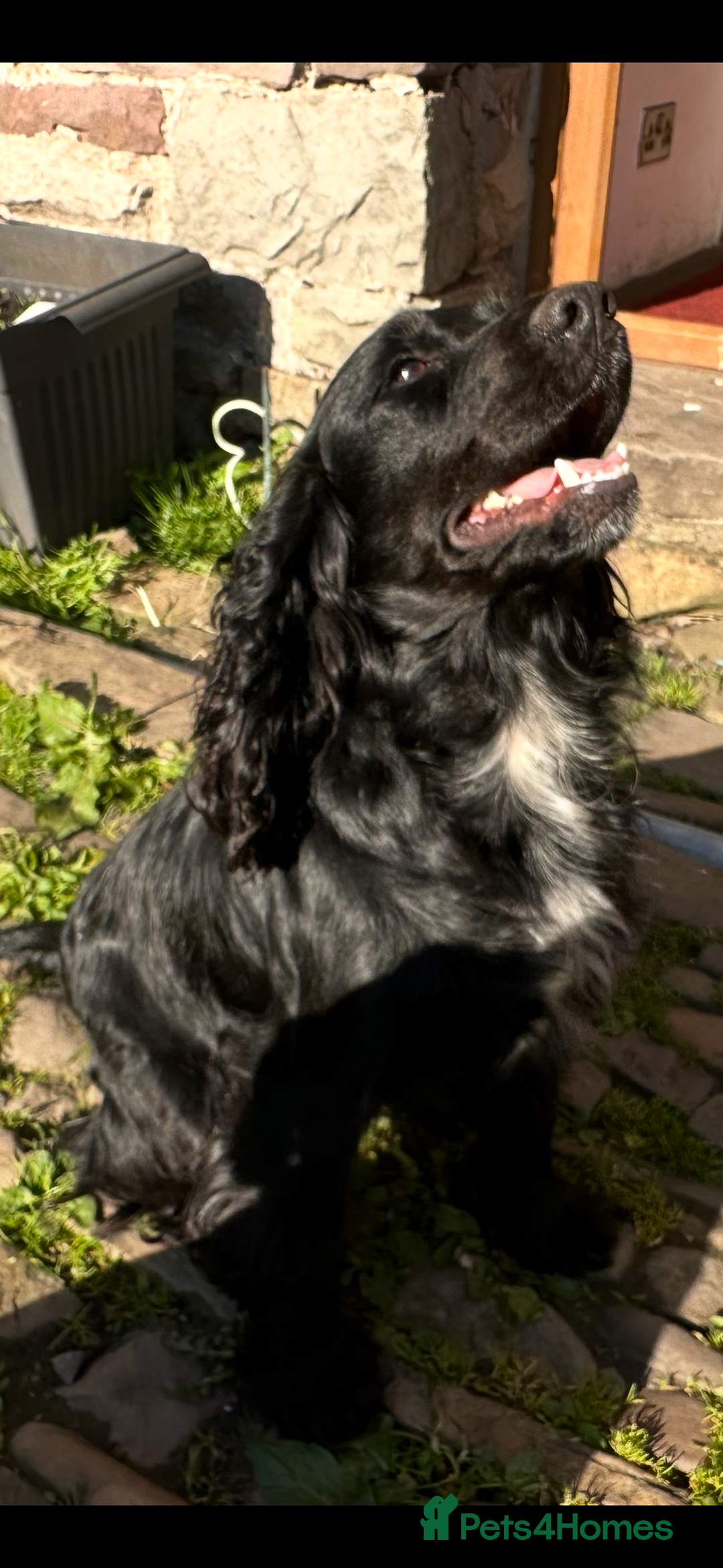 Mixed Breed dogs for sale: Fabulous Sprocker Pups - Image 10