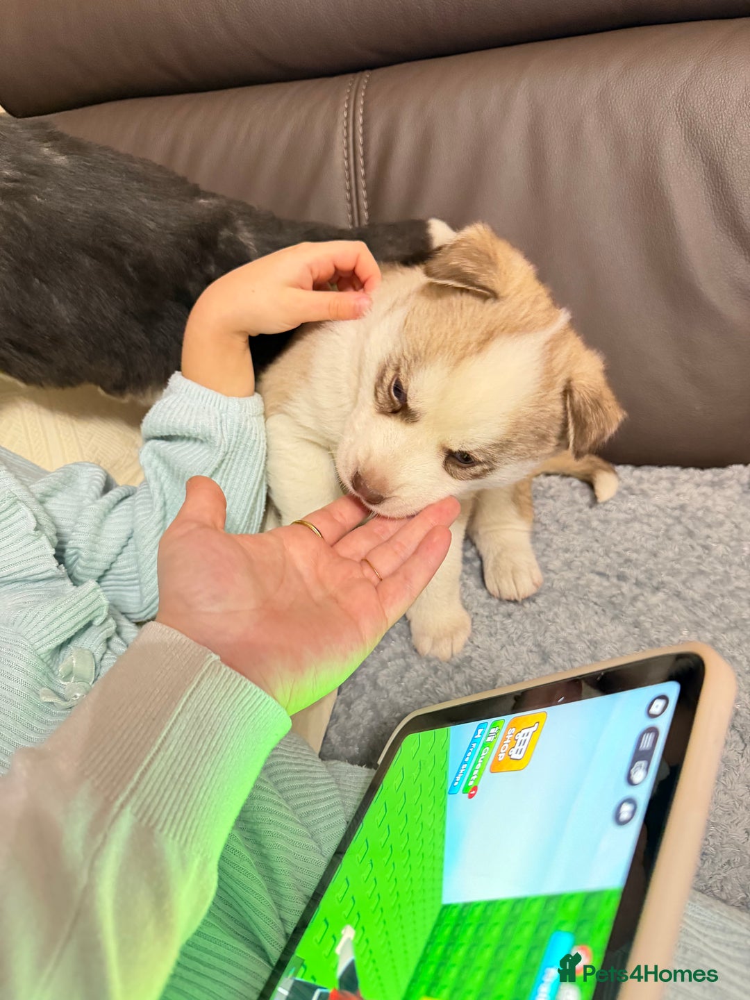 Siberian Husky dogs for sale: Adorable Siberian Husky puppies born December 14th - Advert 9