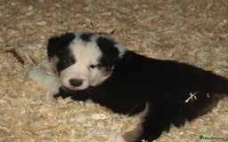 Border Collie dogs for sale: Border Collie puppies  - Image 10