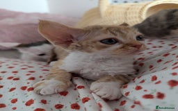 Devon Rex cats for sale: 🌼Curly, gorgeous Devon Rex Kittens available  - Image 17
