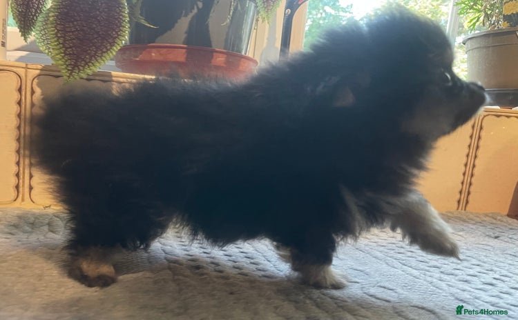 Pomchi dogs - Advert 4