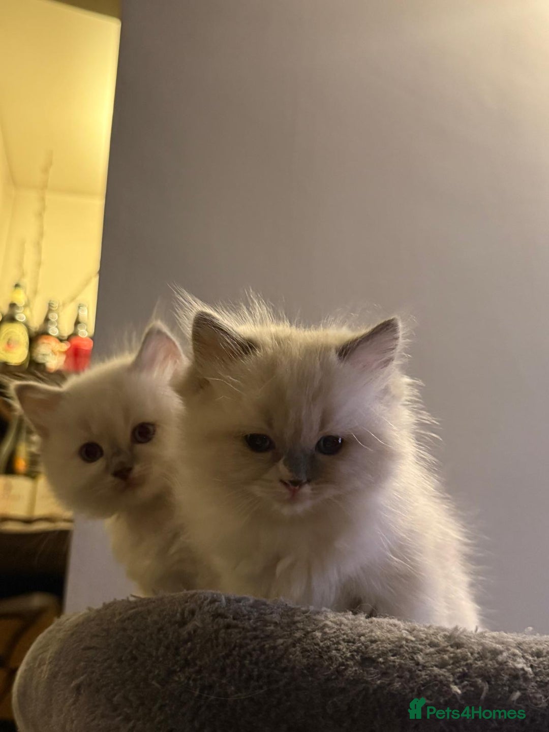Ragdoll cats for sale: Ragdoll Kittens Available January 2026 - Advert 22