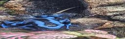 Frog reptiles for sale: Blue/black auratus x9 - Advert 5
