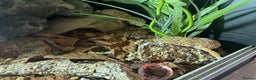 Leopard Gecko reptiles for sale: 2 Female Leopard Geckos (4 years old) – Full Setup - Advert 13