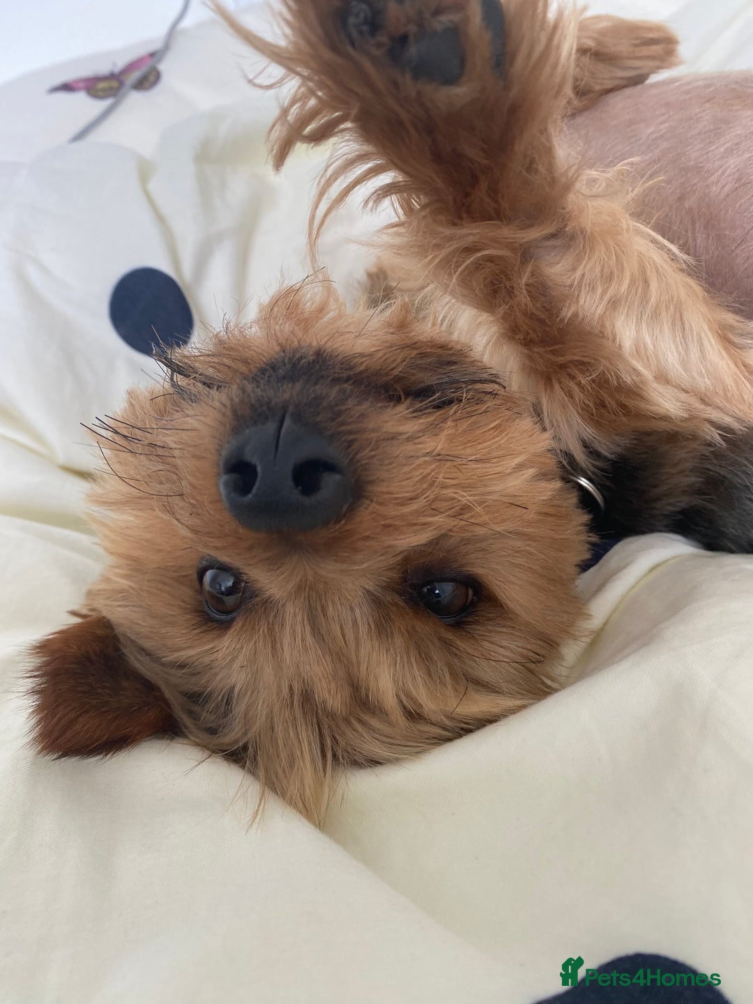 Yorkshire Terrier dogs for sale: Endearing Yorkie Looking for a New Home - Advert 2