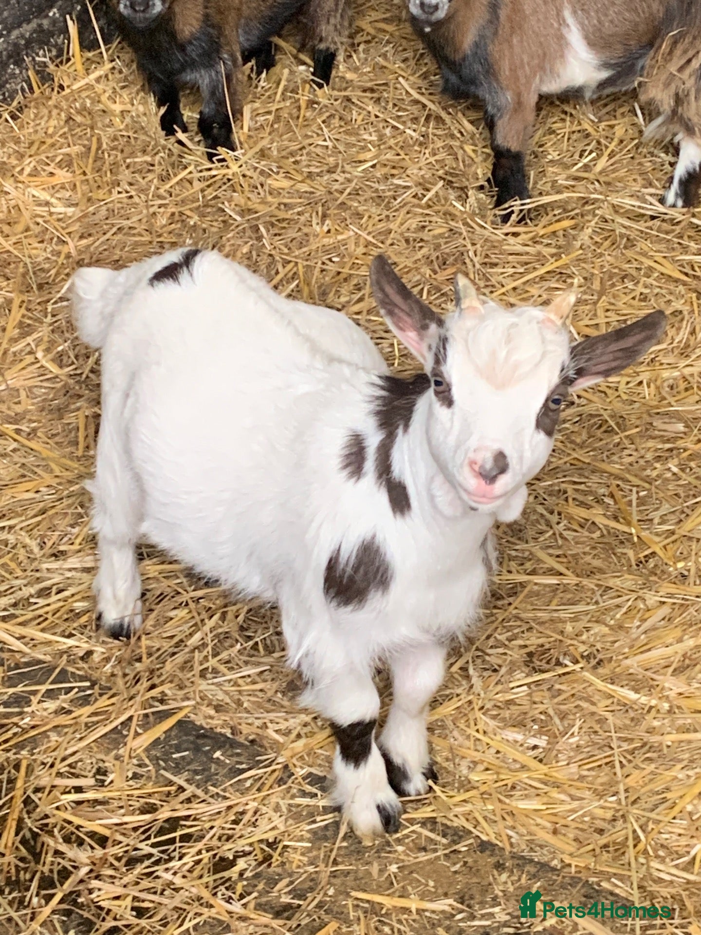 Goats livestock Pygmy goat - Advert 18