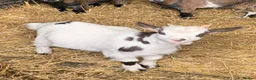 Goats livestock for sale: Pygmy goat - Advert 1