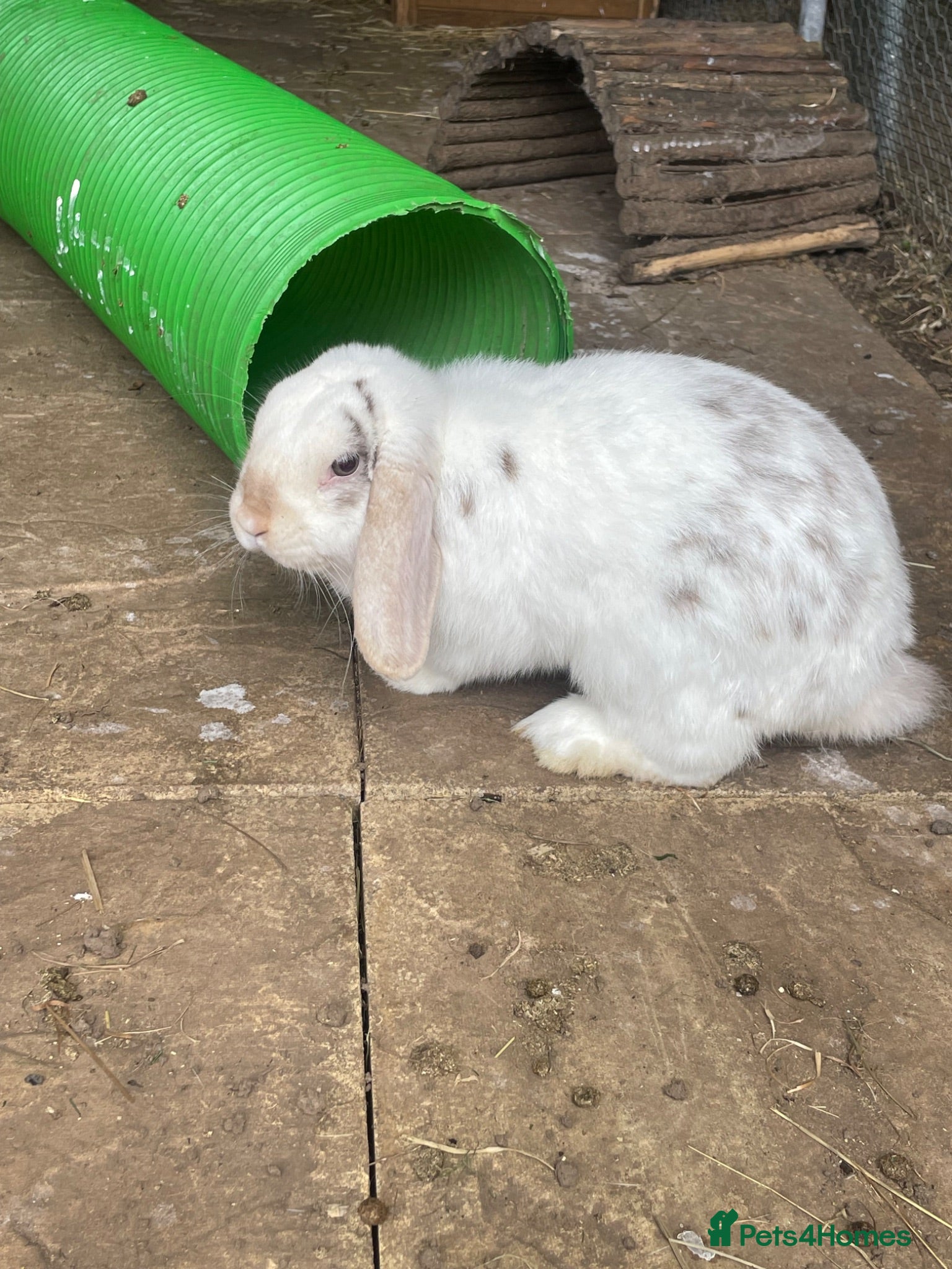 Mini Lop rabbits Mini lop adult rabbits  - Advert 7