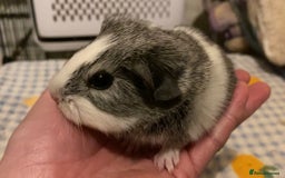 Guinea Pig rodents for sale: Gorgeous baby Guinea pigs - Advert 7