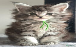 Maine Coon cats for sale: Maine Coon Kittens - Image 10