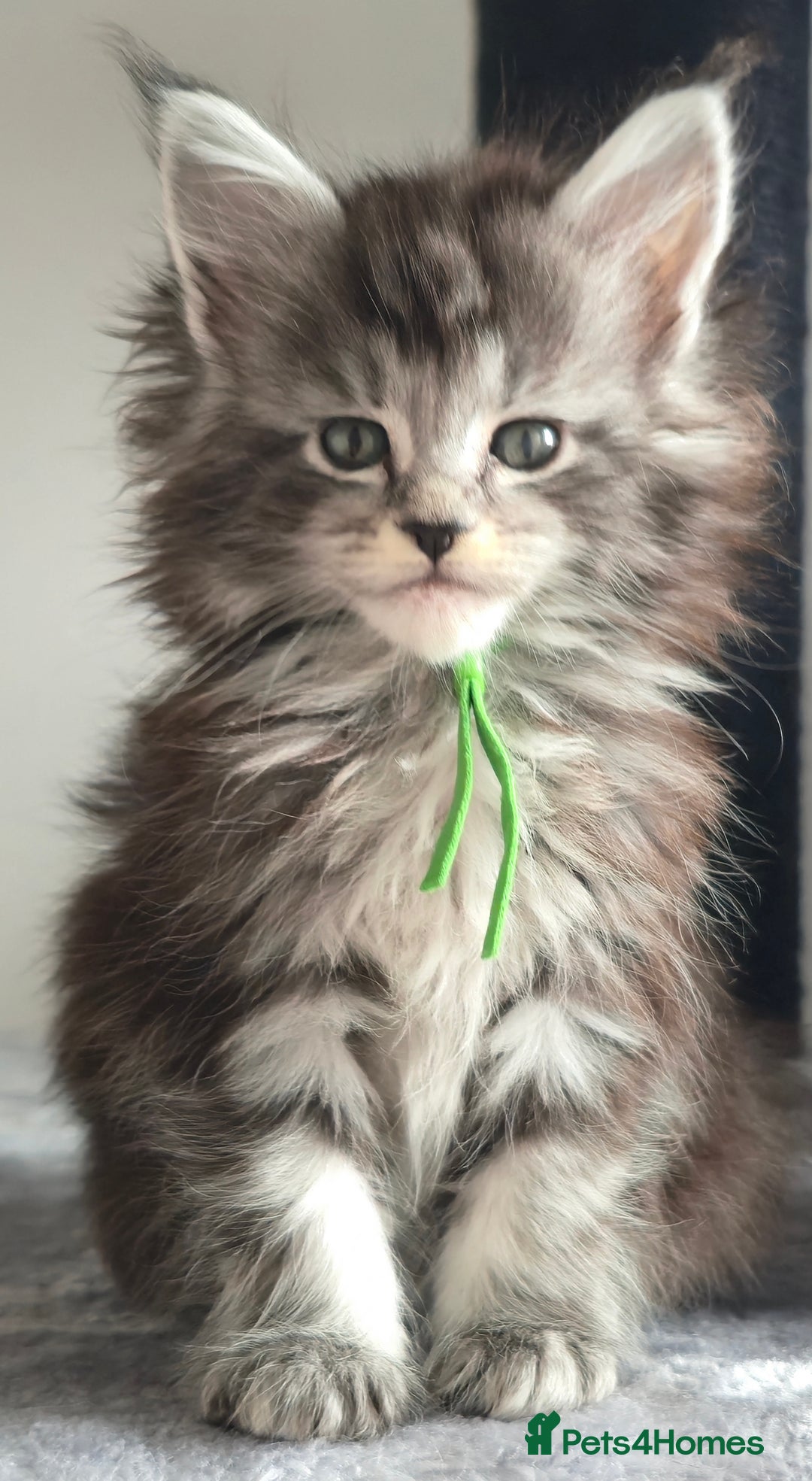 Maine Coon cats for sale: Maine Coon Kittens - Image 10