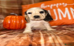 Cocker Spaniel dogs for sale: 🧡💛❤️Stunning KC Show Cocker Spaniels❤️🩷🧡 - Image 18