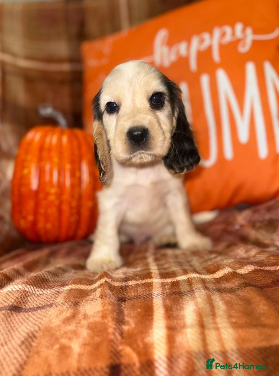 Cocker Spaniel dogs for sale: 🧡💛❤️Stunning KC Show Cocker Spaniels❤️🩷🧡 - Image 18