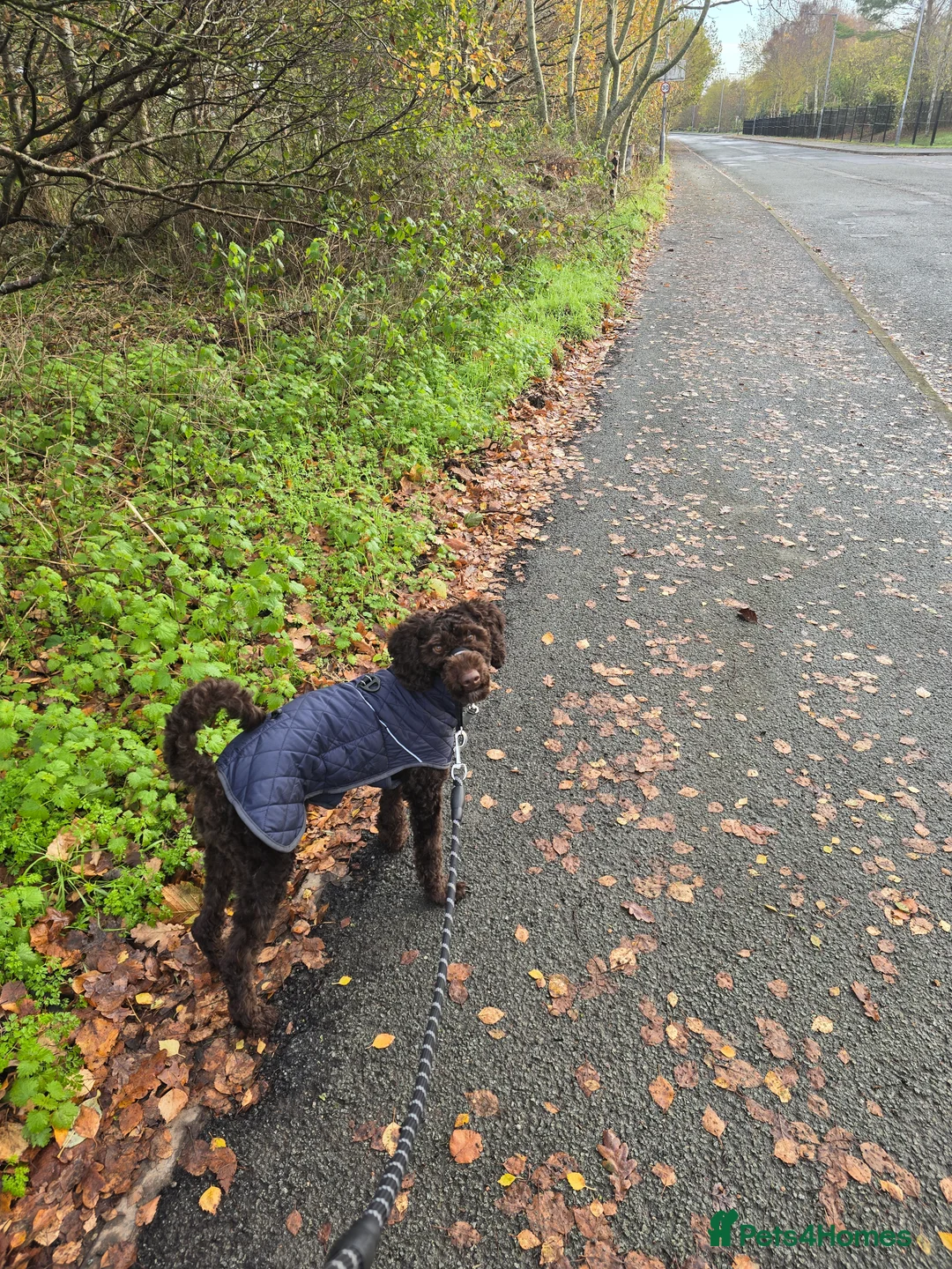 Cockapoo dogs for sale: Chocolate brown cockapoo puppy  - Advert 3