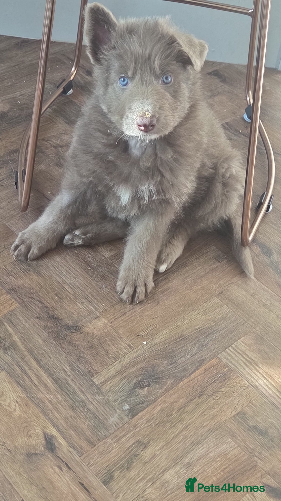 German Shepherd dogs Rare blue german shepherd puppies  - Advert 18