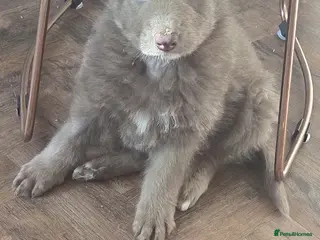 German Shepherd dogs Rare blue german shepherd puppies - Advert 18