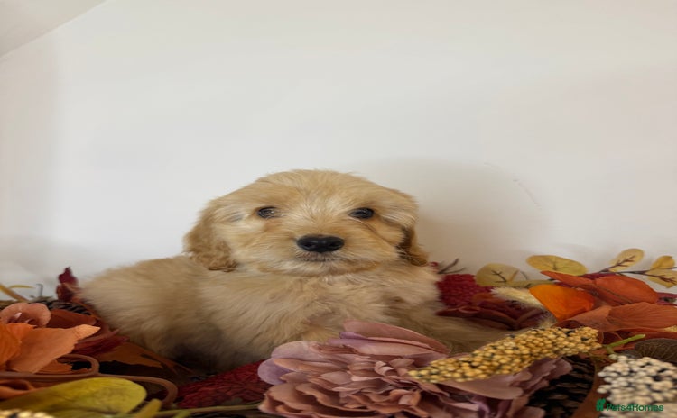 Cockapoo dogs - Advert 9