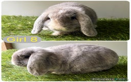 Mini Lop rabbits for sale: Stunning mini lop babies  - Image 13