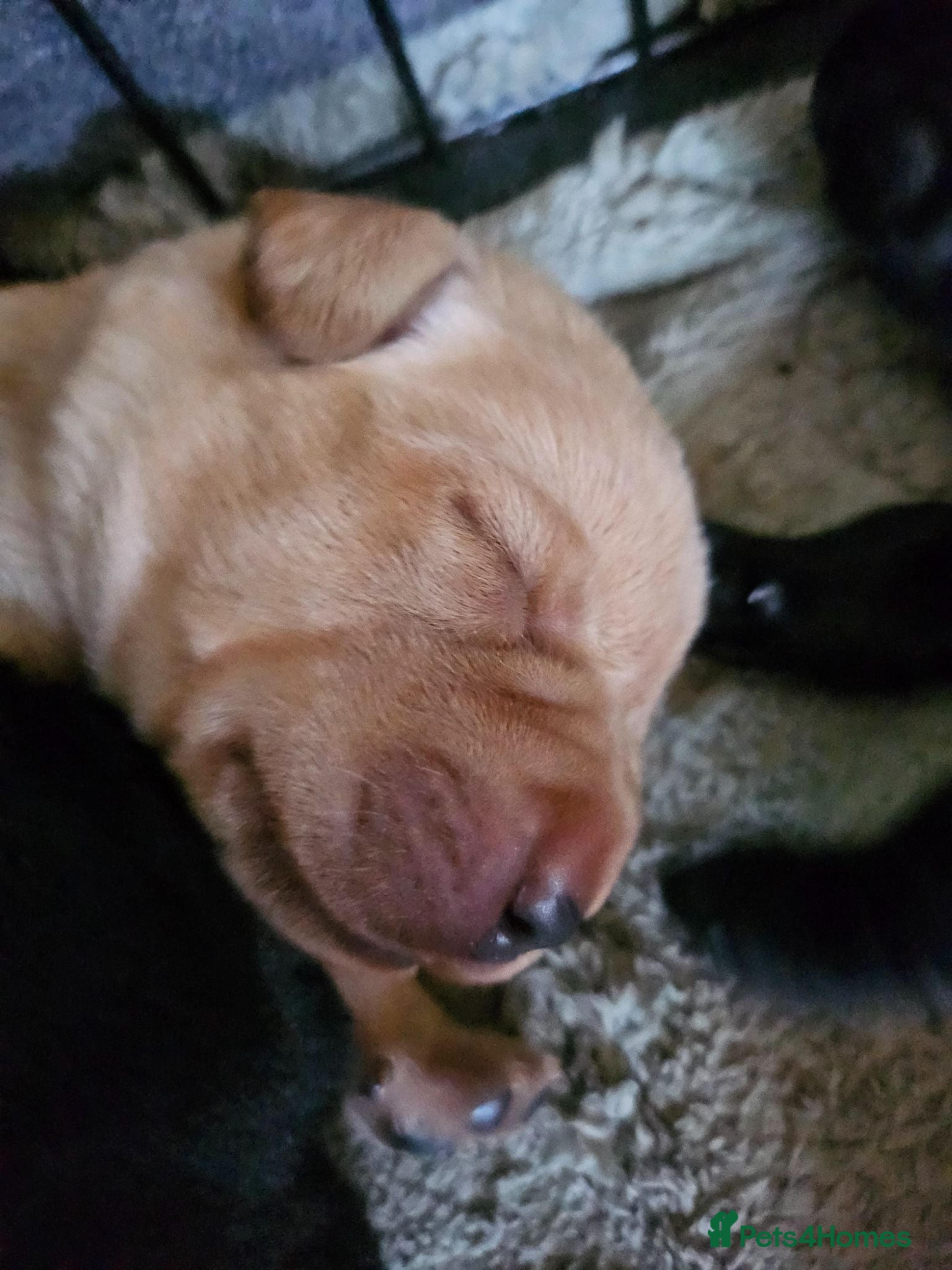 Labrador Retriever dogs Labrador Puppies KC Registered - Advert 2