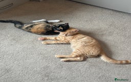 Domestic Shorthair cats for sale: Pumpkin 🎃 & Maple 🍁  - Image 2