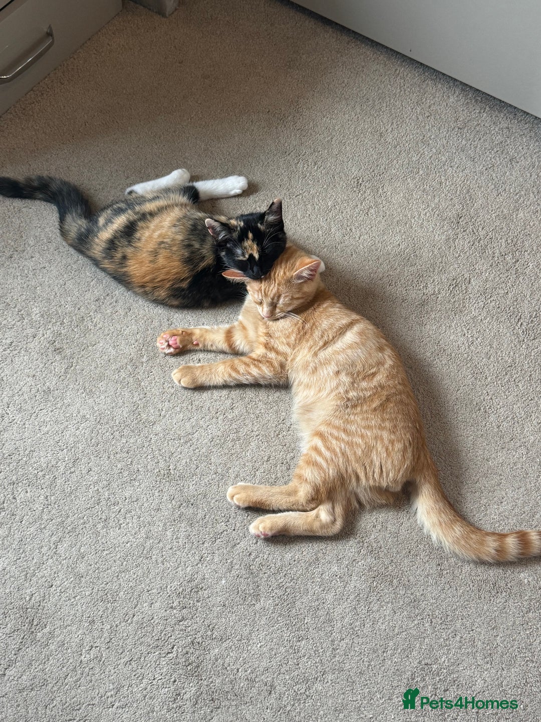 Domestic Shorthair cats for sale: Pumpkin 🎃 & Maple 🍁  - Image 2