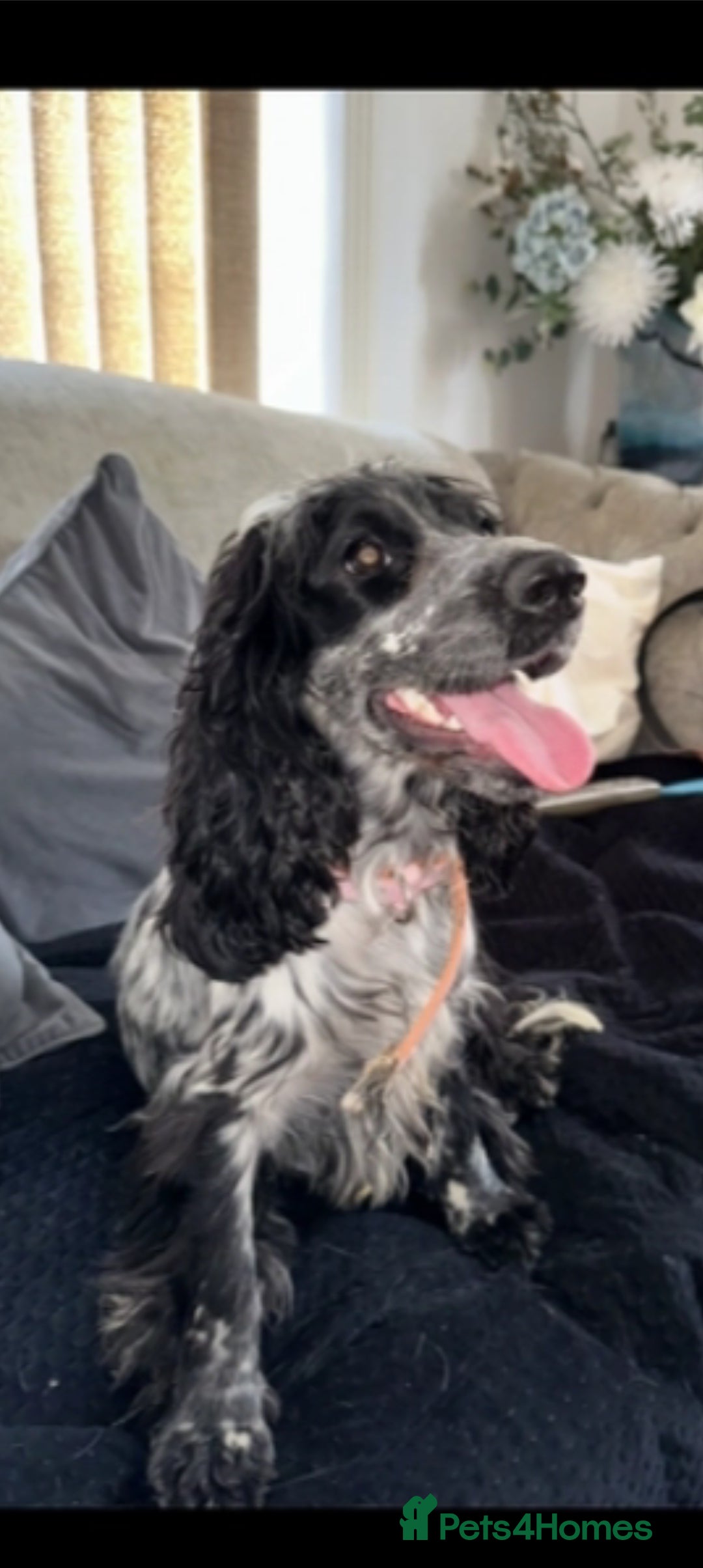 Cocker Spaniel dogs for sale: 2 YEAR OLD KC REG SHOW-COCKER SPANIAL BITCH  - Image 2