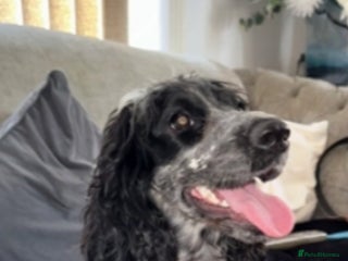 Cocker Spaniel dogs - Advert 7