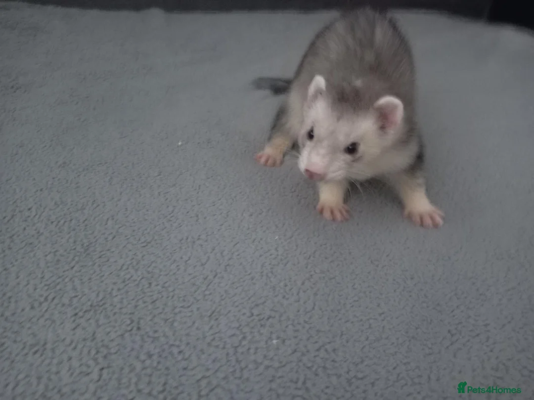 Ferret rodents for sale: Beautiful 11-week-old kits(Silver X Brown)  in Hamilton - Advert 5