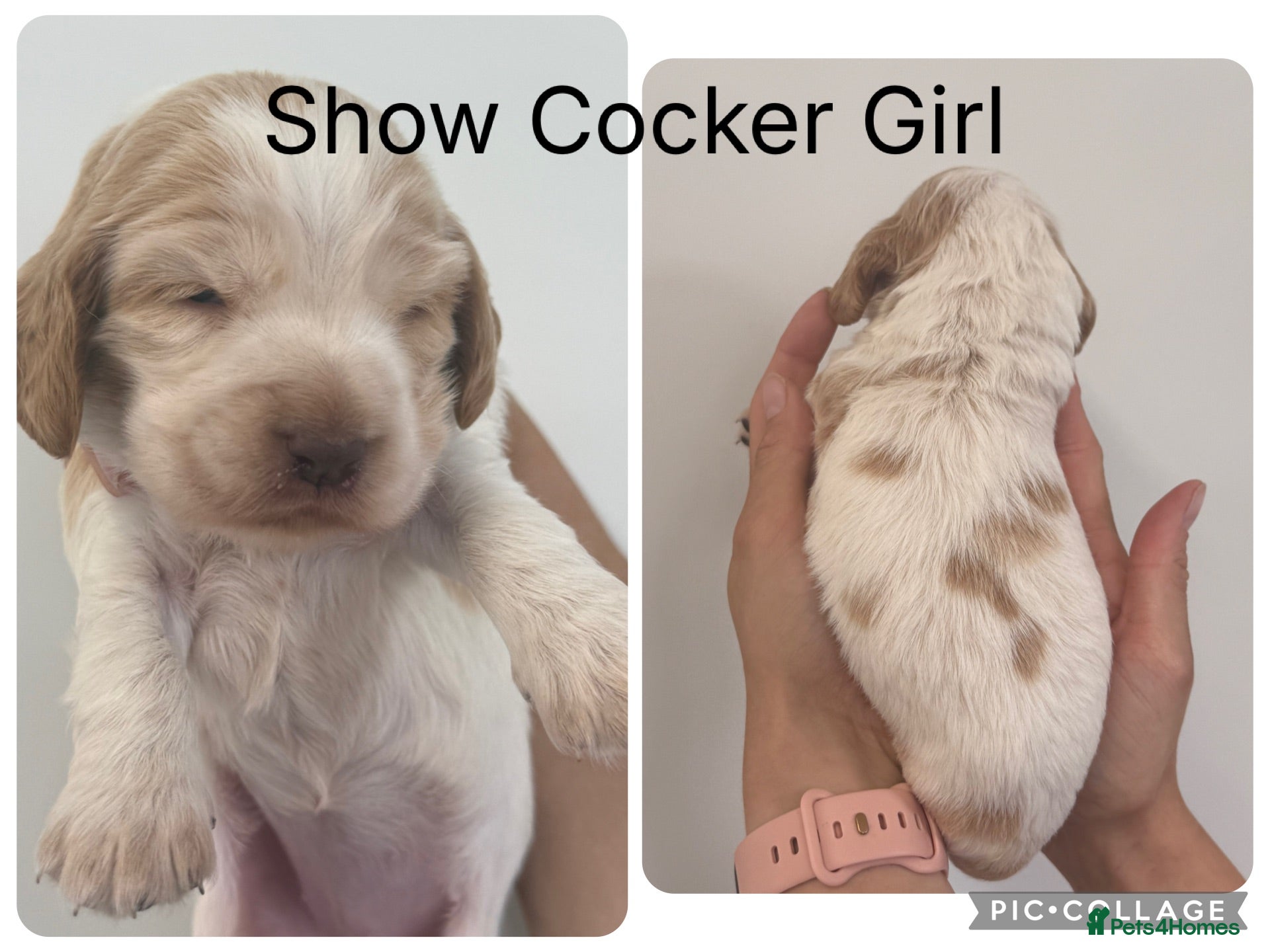Cocker Spaniel dogs Show Cocker Spaniels Orange Roan - Advert 2