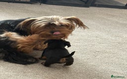 Mixed Breed dogs for sale: Miniature Dorkie - Yorkshire Terrier/Dashaund - Image 8