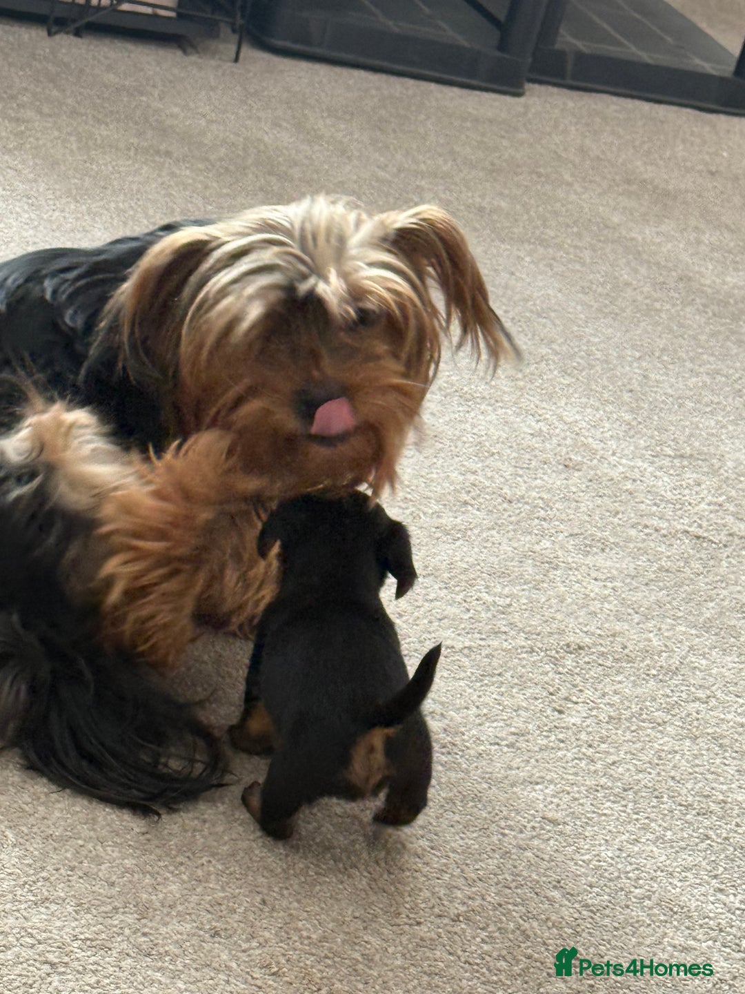 Mixed Breed dogs for sale: Miniature Dorkie - Yorkshire Terrier/Dashaund - Image 8