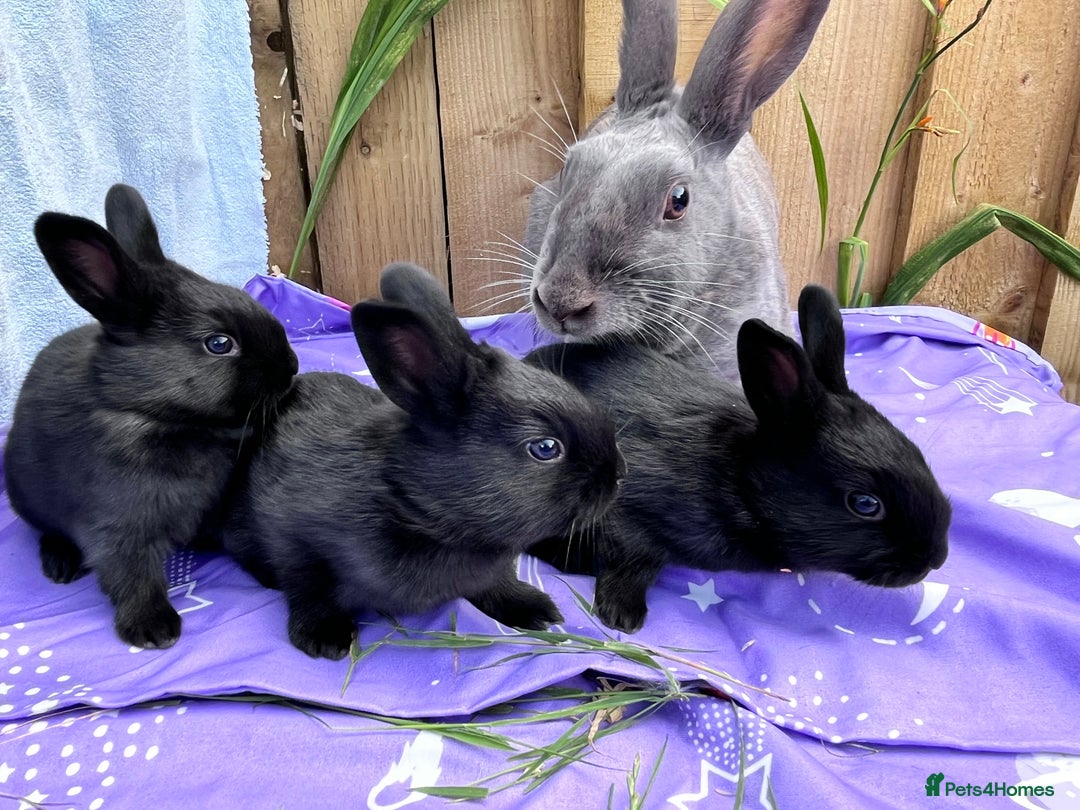 Mixed Breed rabbits for sale: English X New Zealand White babies - Image 2