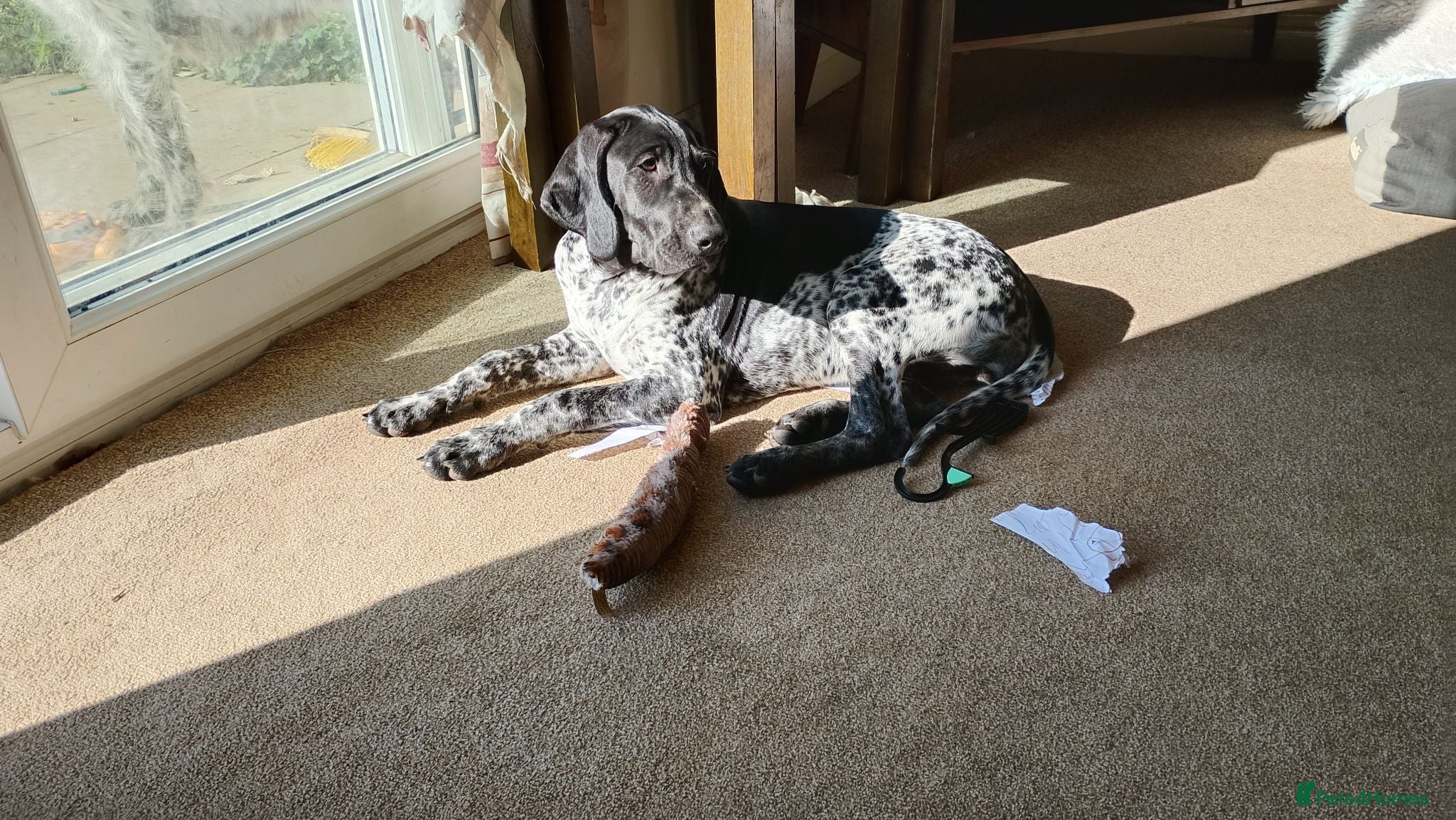 Mixed Breed dogs GSP x GWP bitch  - Advert 3