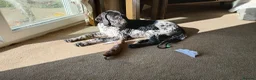 Mixed Breed dogs for sale: GSP x GWP bitch  - Advert 1