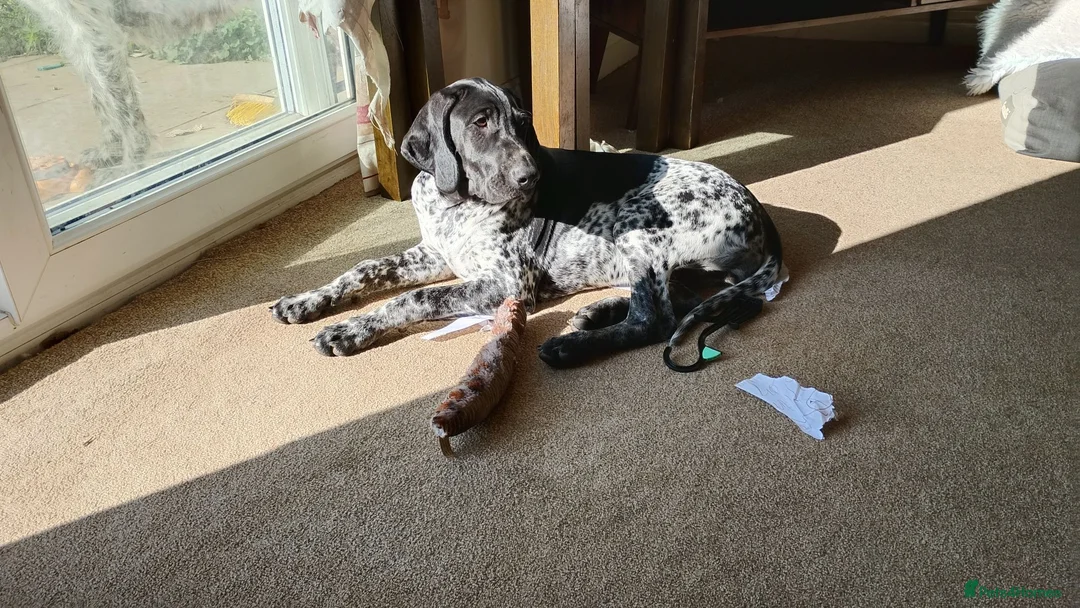 Mixed Breed dogs for sale: GSP x GWP bitch  - Advert 1