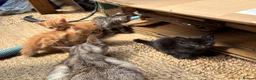 Bengal cats for sale: Bengal Cross - 2 ginger - One Black - One Grey  - Advert 11