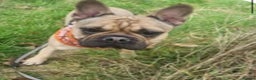 French Bulldog dogs for sale: French bulldog pup - Advert 2