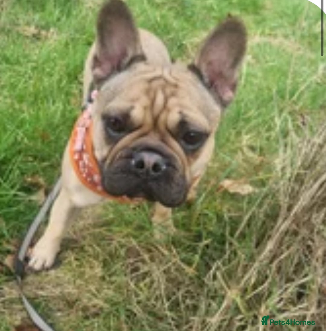 French Bulldog dogs for sale: French bulldog pup - Advert 2