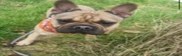 French Bulldog dogs for sale: French bulldog pup - Advert 6