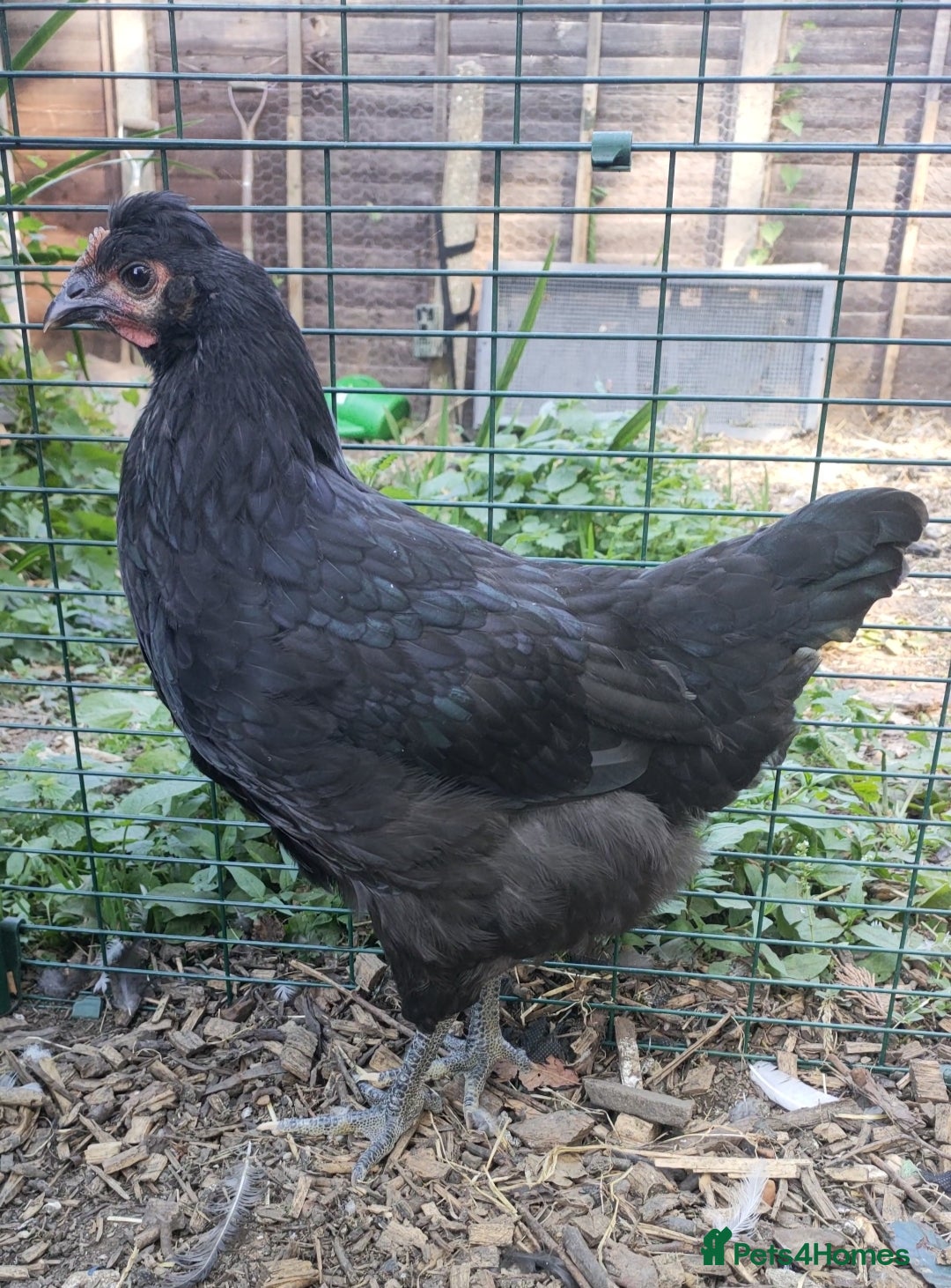 Chickens poultry for sale: 3 beautiful hens for sale - Image 1