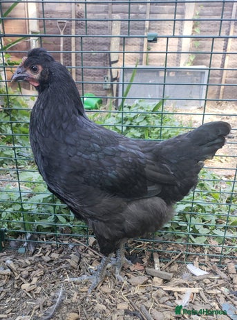 Chickens poultry - Advert 16
