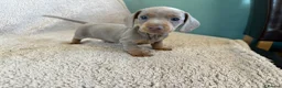 Miniature Dachshund dogs for sale: Mini dachshunds in Evesham - Advert 8