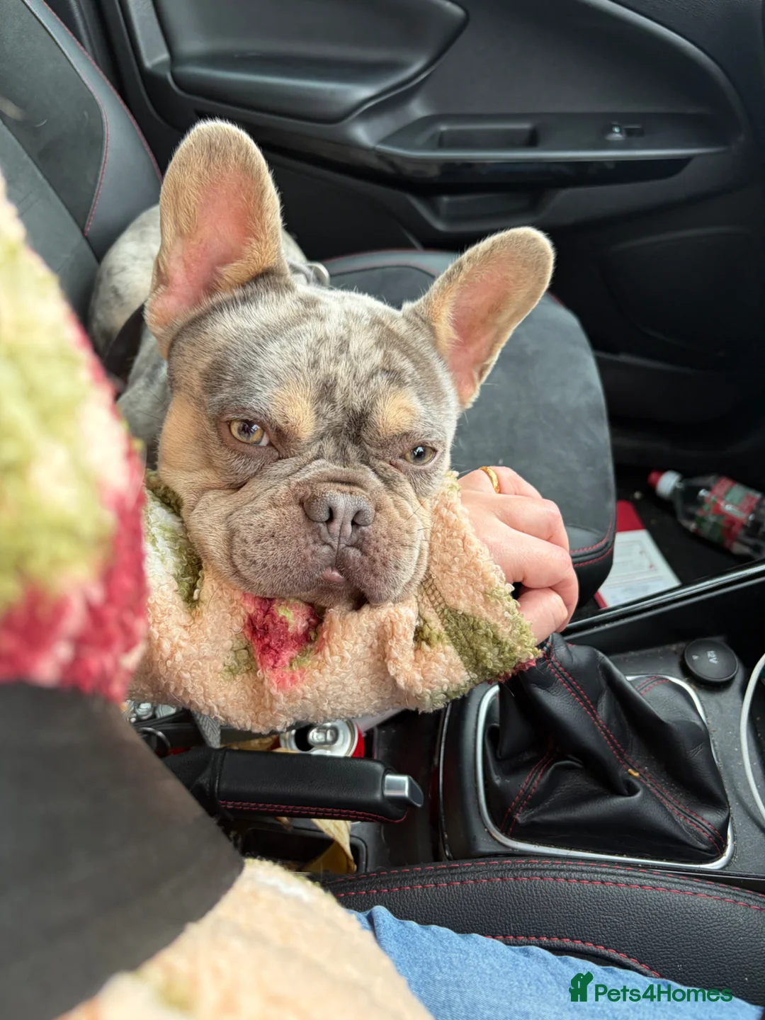 French Bulldog dogs for stud: Merle puppies from cooper - Advert 6