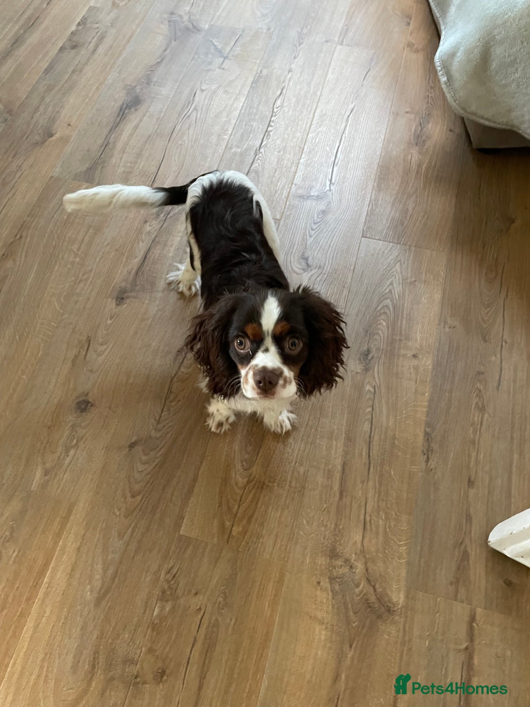 Cavalier King Charles Spaniel dogs for stud: Chocolate Tri cavalier  - Advert 3