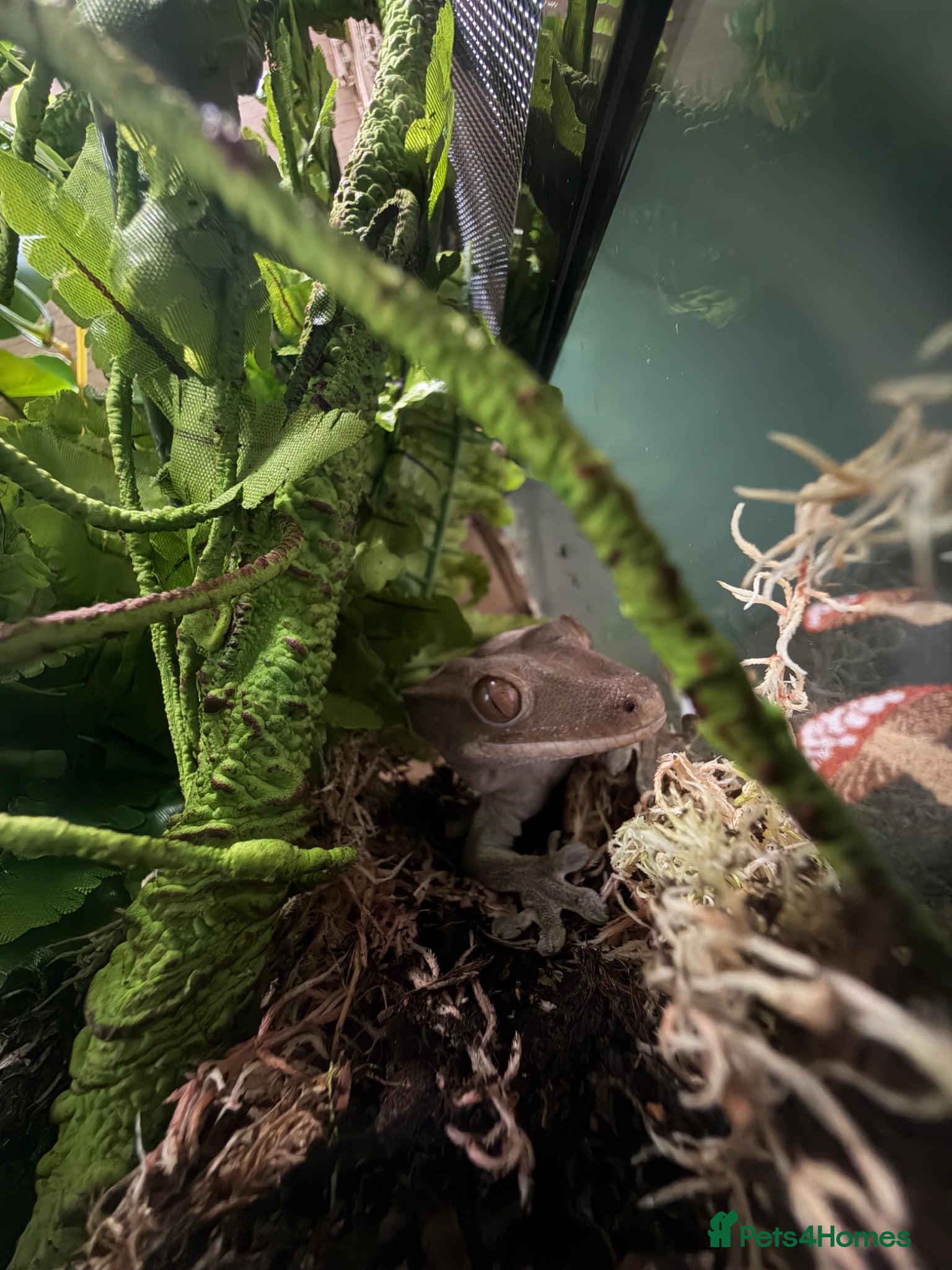 Gecko reptiles Loki the crested gecko  - Advert 4