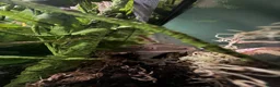 Gecko reptiles for sale: Loki the crested gecko  - Advert 1