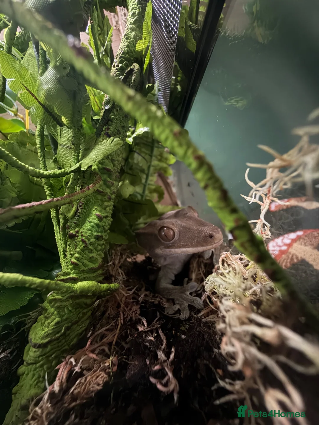 Gecko reptiles for sale: Loki the crested gecko  - Advert 1