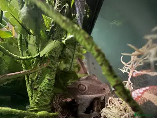 Gecko reptiles Loki the crested gecko - Advert 2